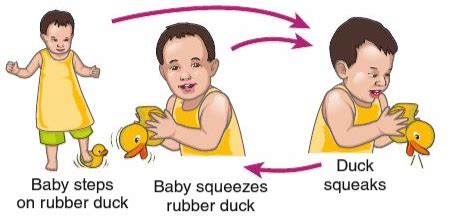 Chapter 5: Infancy and Childhood (Cognitive) Flashcards.